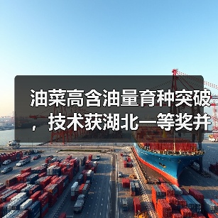油菜高含油量育种突破,技术获湖北一等奖并创世界纪录(图3) 油菜高含油量育种突破,技术获湖北一等奖并创世界纪录(图3)