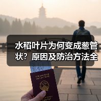 水稻叶片为何变成葱管状?原因及防治方法全解析(图2) 水稻叶片为何变成葱管状?原因及防治方法全解析(图2)