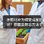 水稻叶片为何变成葱管状?原因及防治方法全解析(图4) 水稻叶片为何变成葱管状?原因及防治方法全解析(图4)