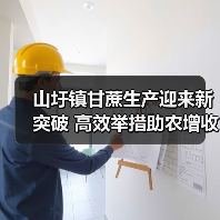 山圩镇甘蔗生产迎来新突破 高效举措助农增收（图2）