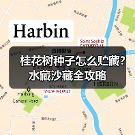 桂花树种子怎么贮藏?水藏沙藏全攻略(图4) 桂花树种子怎么贮藏?水藏沙藏全攻略(图4)