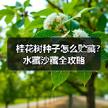 桂花树种子怎么贮藏?水藏沙藏全攻略(图3) 桂花树种子怎么贮藏?水藏沙藏全攻略(图3)