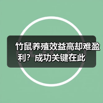 竹鼠养殖效益高却难盈利?成功关键在此(图2) 竹鼠养殖效益高却难盈利?成功关键在此(图2)
