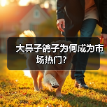 大鼻子鸽子为何成为市场热门?(图4) 大鼻子鸽子为何成为市场热门?(图4)