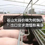 苍山大蒜价格为何飙升？出口需求激增推高涨幅（图3）
