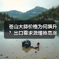 苍山大蒜价格为何飙升？出口需求激增推高涨幅（图4）