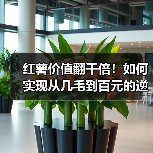 红薯价值翻千倍!如何实现从几毛到百元的逆袭?(图1) 红薯价值翻千倍!如何实现从几毛到百元的逆袭?(图1)