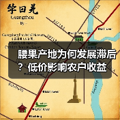 腰果产地为何发展滞后?低价影响农户收益(图3) 腰果产地为何发展滞后?低价影响农户收益(图3)