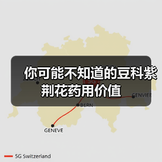 你可能不知道的豆科紫荆花药用价值(图4) 你可能不知道的豆科紫荆花药用价值(图4)