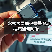 水杉盆景养护需警惕赤枯病如何防治(图2) 水杉盆景养护需警惕赤枯病如何防治(图2)