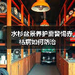 水杉盆景养护需警惕赤枯病如何防治(图3) 水杉盆景养护需警惕赤枯病如何防治(图3)
