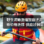 野生泥鳅激增致宿迁泥鳅价格连降 供应过剩如何应对?(图3) 野生泥鳅激增致宿迁泥鳅价格连降 供应过剩如何应对?(图3)