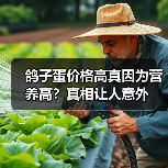 鸽子蛋价格高真因为营养高?真相让人意外(图2) 鸽子蛋价格高真因为营养高?真相让人意外(图2)