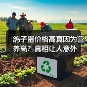 鸽子蛋价格高真因为营养高?真相让人意外(图4) 鸽子蛋价格高真因为营养高?真相让人意外(图4)