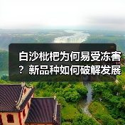 白沙枇杷为何易受冻害？新品种如何破解发展瓶颈？