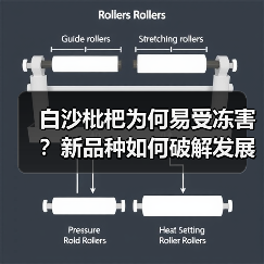 白沙枇杷为何易受冻害?新品种如何破解发展瓶颈?(图4) 白沙枇杷为何易受冻害?新品种如何破解发展瓶颈?(图4)