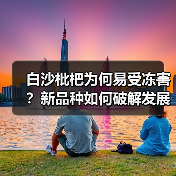 白沙枇杷为何易受冻害?新品种如何破解发展瓶颈?(图3) 白沙枇杷为何易受冻害?新品种如何破解发展瓶颈?(图3)
