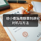 给小麦施用除草剂讲究时机与方法（图2）