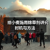 给小麦施用除草剂讲究时机与方法（图3）