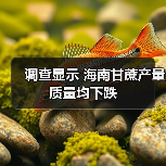 调查显示 海南甘蔗产量质量均下跌(图4) 调查显示 海南甘蔗产量质量均下跌(图4)