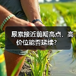 尿素接近前期高点,高价位能否延续?(图2) 尿素接近前期高点,高价位能否延续?(图2)