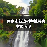 南京市行道树种植将有专项法规(图2) 南京市行道树种植将有专项法规(图2)