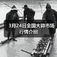 3月24日全国大蒜市场行情介绍(图3) 3月24日全国大蒜市场行情介绍(图3)