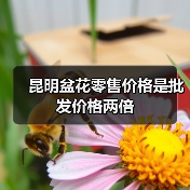 昆明盆花零售价格是批发价格两倍（图4）
