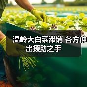 温岭大白菜滞销 各方伸出援助之手（图2）
