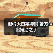 温岭大白菜滞销 各方伸出援助之手（图3）