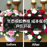 生态蜈蚣养殖 成本低农户乐开花(图1) 生态蜈蚣养殖 成本低农户乐开花(图1)