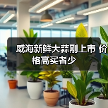威海新鲜大蒜刚上市 价格高买者少(图2) 威海新鲜大蒜刚上市 价格高买者少(图2)