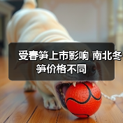 受春笋上市影响 南北冬笋价格不同（图3）