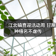 江北镇喜迎活动周 甘蔗种植名不虚传(图2) 江北镇喜迎活动周 甘蔗种植名不虚传(图2)