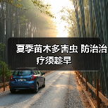 夏季苗木多害虫 防治治疗须趁早(图2) 夏季苗木多害虫 防治治疗须趁早(图2)