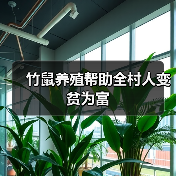 竹鼠养殖帮助全村人变贫为富(图4) 竹鼠养殖帮助全村人变贫为富(图4)