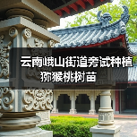云南峨山街道旁试种植猕猴桃树苗(图3) 云南峨山街道旁试种植猕猴桃树苗(图3)