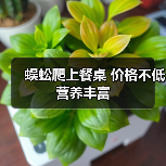 蜈蚣爬上餐桌 价格不低营养丰富(图2) 蜈蚣爬上餐桌 价格不低营养丰富(图2)