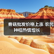 香菇批发价格上涨 农民种植热情增长(图3) 香菇批发价格上涨 农民种植热情增长(图3)