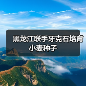 黑龙江联手牙克石培育小麦种子(图3) 黑龙江联手牙克石培育小麦种子(图3)