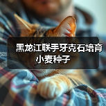 黑龙江联手牙克石培育小麦种子(图4) 黑龙江联手牙克石培育小麦种子(图4)
