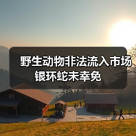 野生动物非法流入市场 银环蛇未幸免(图2) 野生动物非法流入市场 银环蛇未幸免(图2)