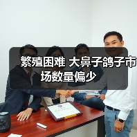繁殖困难 大鼻子鸽子市场数量偏少（图1）