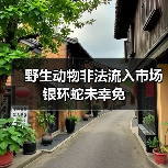 野生动物非法流入市场 银环蛇未幸免(图4) 野生动物非法流入市场 银环蛇未幸免(图4)