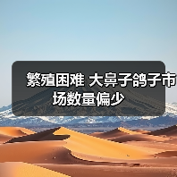 繁殖困难 大鼻子鸽子市场数量偏少（图3）