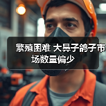 繁殖困难 大鼻子鸽子市场数量偏少（图4）