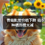 香菇批发价格下降 菇农种植热情大减（图2）