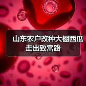 山东农户改种大棚西瓜走出致富路(图3) 山东农户改种大棚西瓜走出致富路(图3)