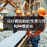 花叶假连翘的生活习性和种植要点(图1) 花叶假连翘的生活习性和种植要点(图1)