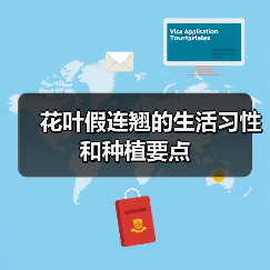 花叶假连翘的生活习性和种植要点(图3) 花叶假连翘的生活习性和种植要点(图3)